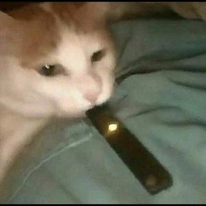 Meet your Posher, Evelyn